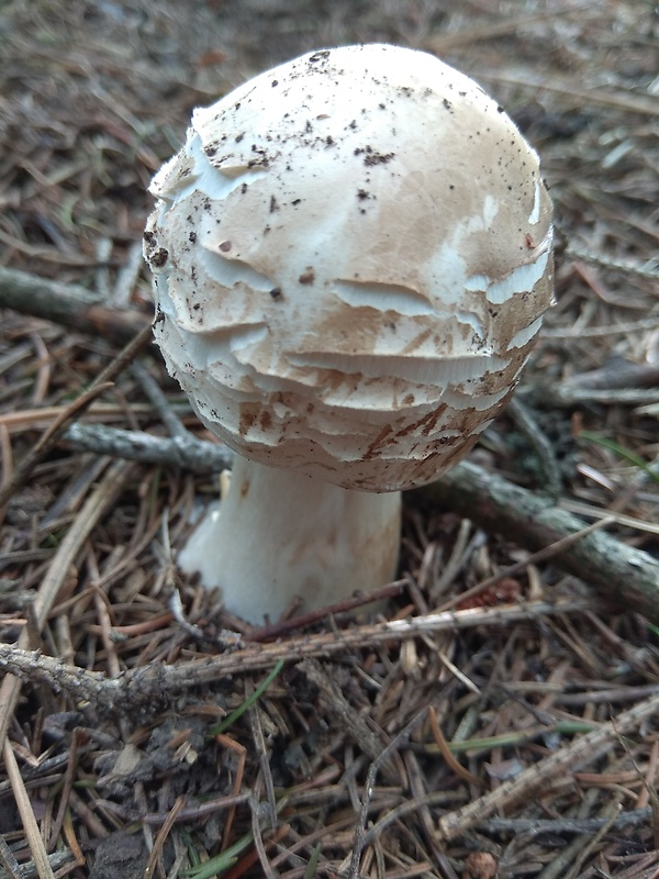 bedľa červenejúca Chlorophyllum rachodes (Vittad.) Vellinga