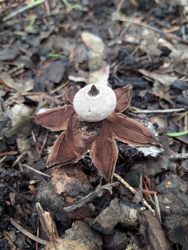 hviezdovka Berkeleyova Geastrum berkeleyi Massee