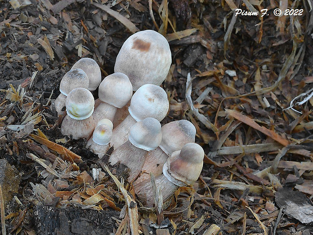 bedľovec Bresadolov Leucoagaricus americanus (Peck) Vellinga