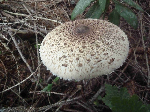 bedľa vysoká Macrolepiota procera (Scop.) Singer