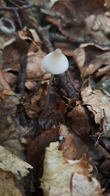 prilbička Mycena sp.