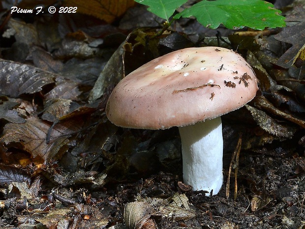 plávka mandľová Russula vesca Fr.