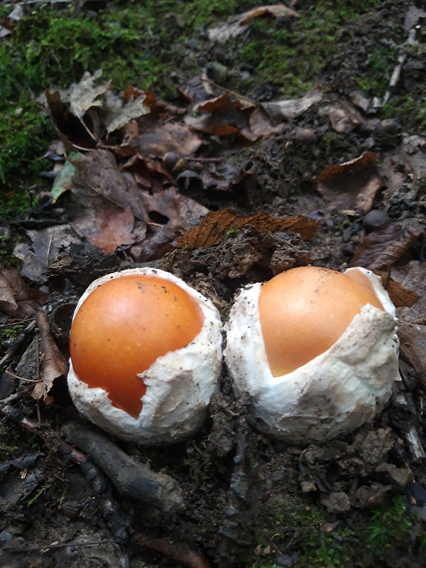 muchotrávka cisárska Amanita caesarea (Scop.) Pers.