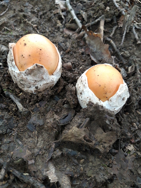 muchotrávka cisárska Amanita caesarea (Scop.) Pers.