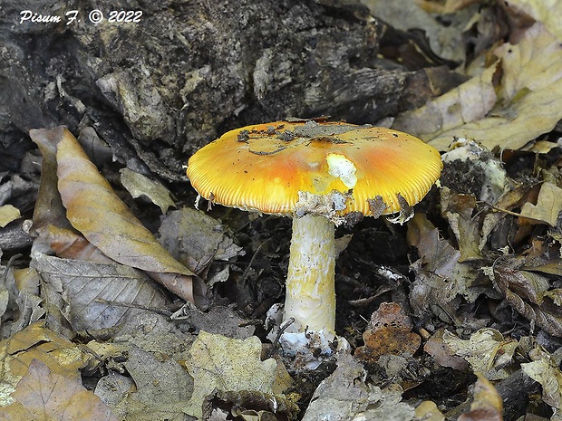 muchotrávka cisárska Amanita caesarea (Scop.) Pers.