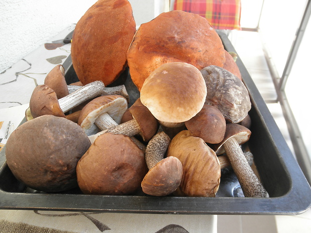 hríb dubový Boletus reticulatus Schaeff.