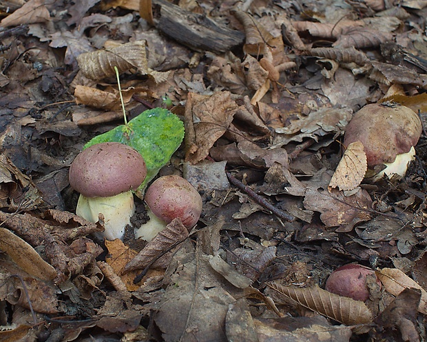 hríb nádherný Butyriboletus fuscoroseus (Smotl.) Vizzini & Gelardi