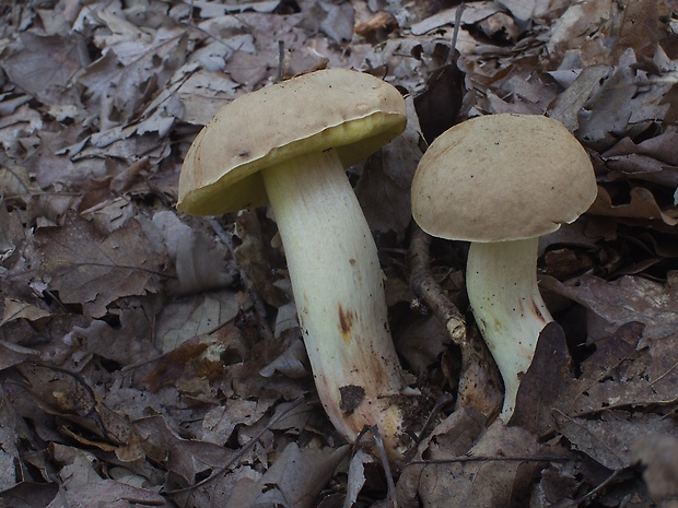 hríb plavý Hemileccinum impolitum (Fr.) Šutara