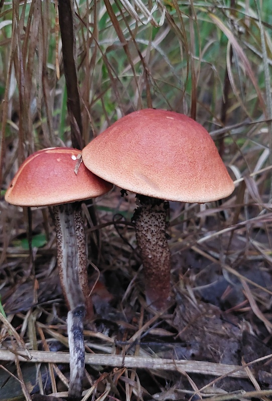 kozák dubový Leccinum aurantiacum (Bull.) Gray