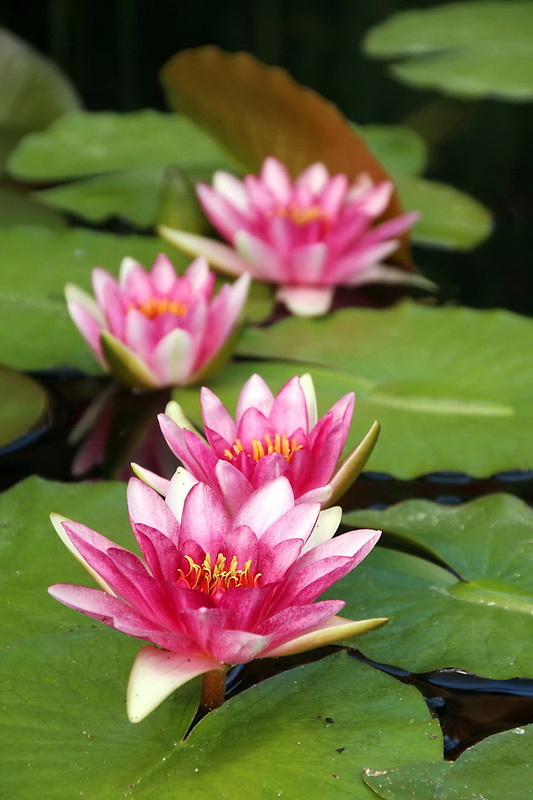 lekno Nymphaea sp.