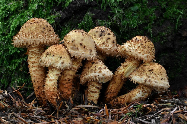 šupinovka šupinatá Pholiota squarrosa (Vahl) P. Kumm.