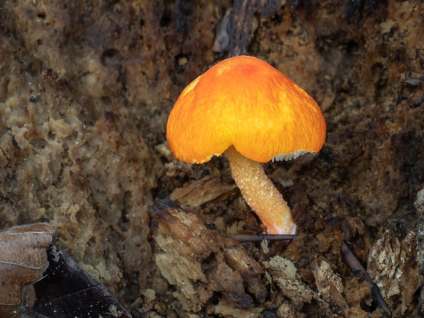 štítovka šarlátová Pluteus aurantiorugosus (Trog) Sacc.