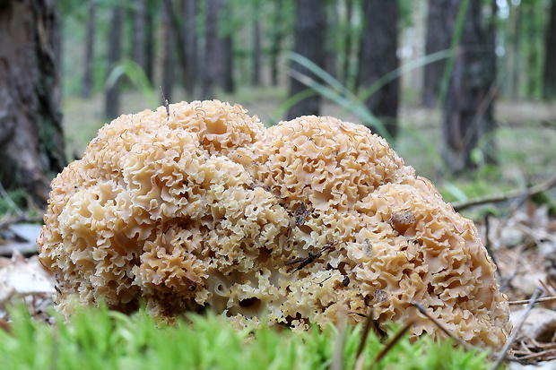 kučierka veľká Sparassis crispa (Wulfen) Fr.