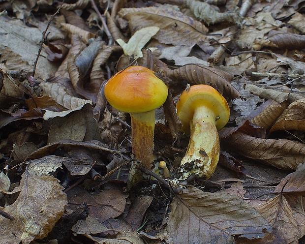 masliak smrekovcový Suillus grevillei (Klotzsch) Singer