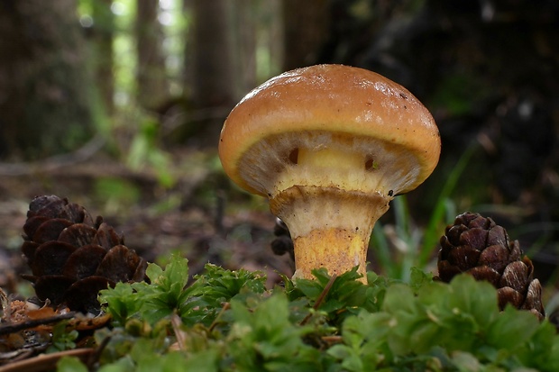 masliak smrekovcový Suillus grevillei (Klotzsch) Singer