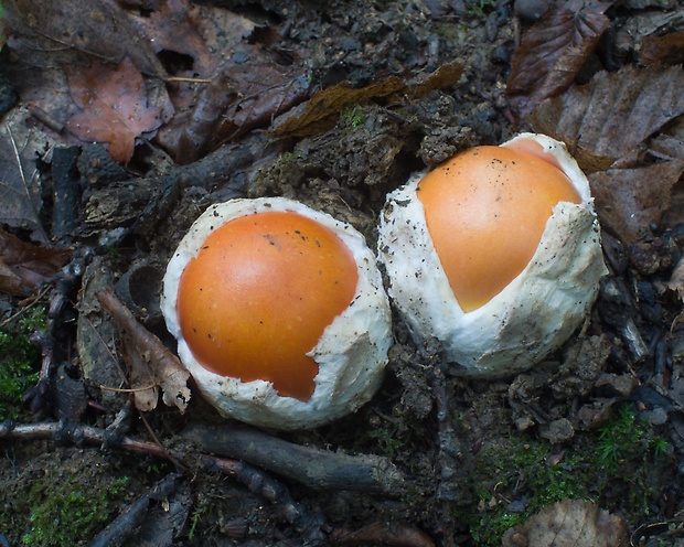 muchotrávka cisárska Amanita caesarea (Scop.) Pers.