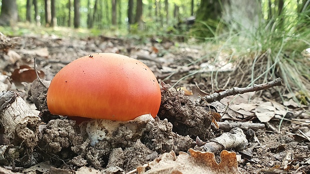 muchotrávka cisárska Amanita caesarea (Scop.) Pers.