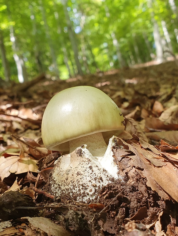 muchotrávka zelená Amanita phalloides (Vaill. ex Fr.) Link