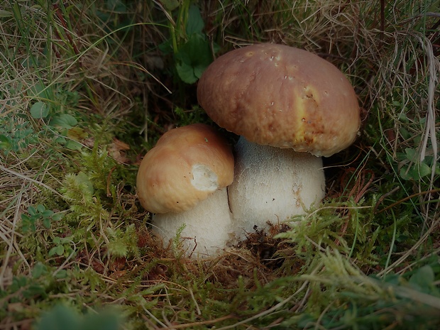 hríb smrekový Boletus edulis Bull.