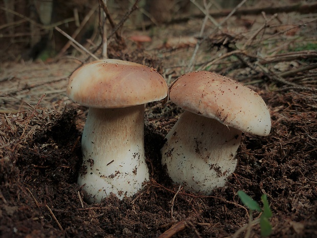 hríb smrekový Boletus edulis Bull.