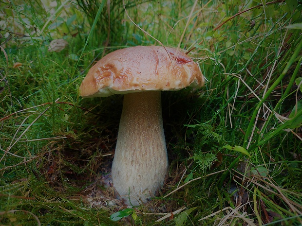 hríb smrekový Boletus edulis Bull.