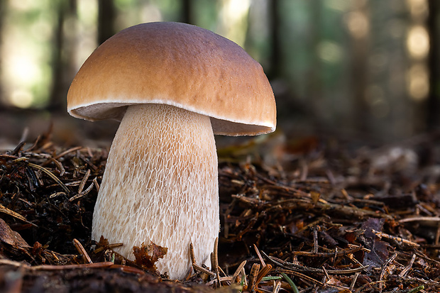 hríb smrekový Boletus edulis Bull.