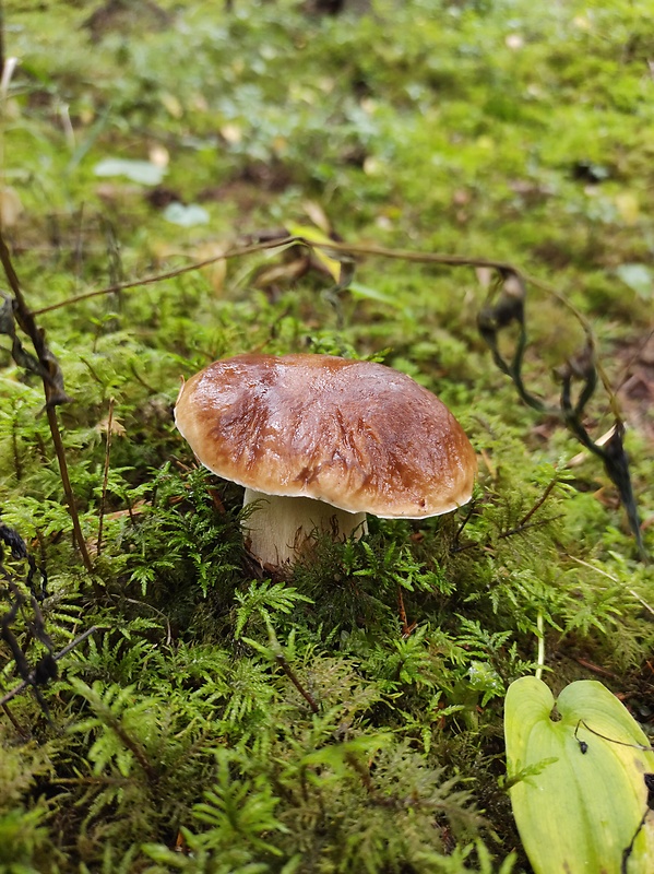 hríb smrekový Boletus edulis Bull.