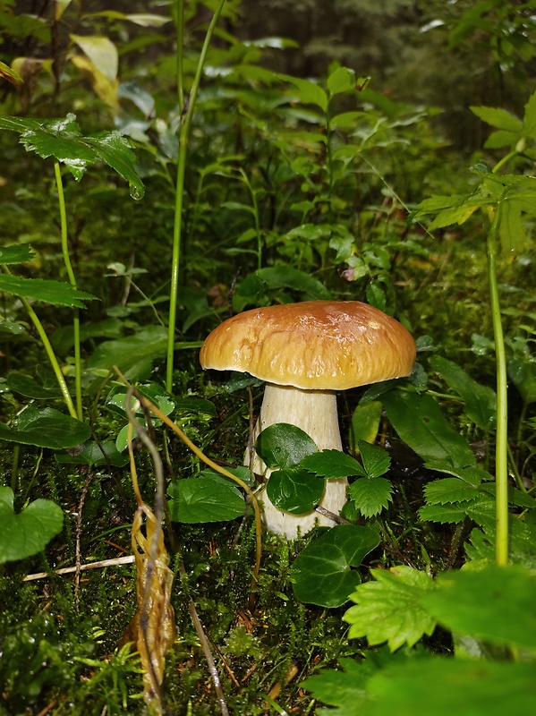 hríb smrekový Boletus edulis Bull.