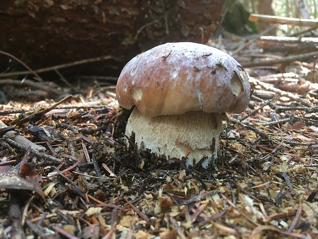 hríb smrekový Boletus edulis Bull.