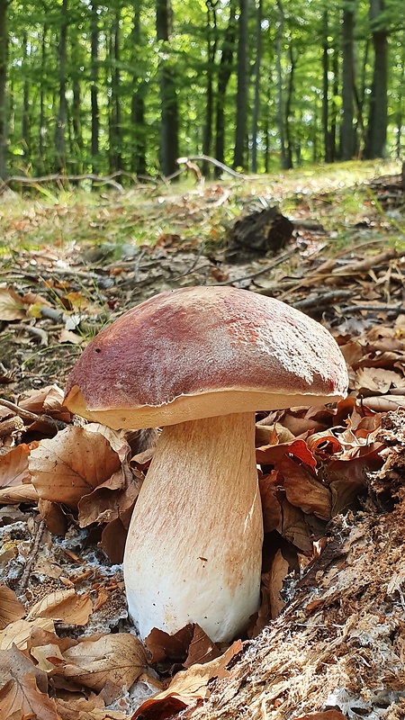 hríb sosnový Boletus pinophilus Pil. et Dermek in Pil.