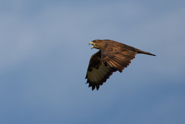 myšiak hôrny Buteo buteo