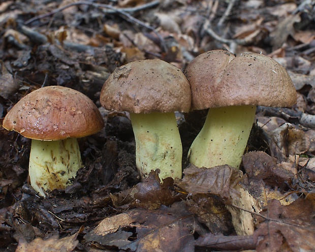 hríb príveskatý Butyriboletus appendiculatus (Schaeff. ex Fr.) Secr.