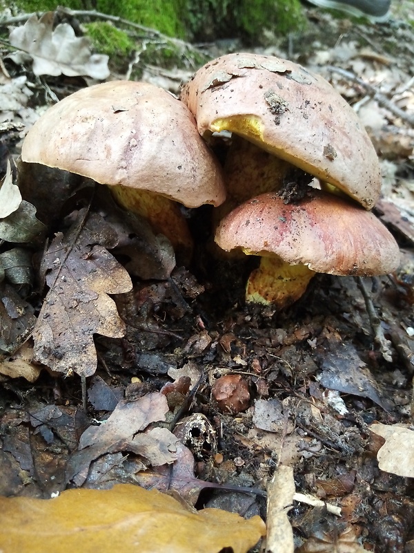 hríb kráľovský Butyriboletus regius (Krombh.) D. Arora & J.L. Frank