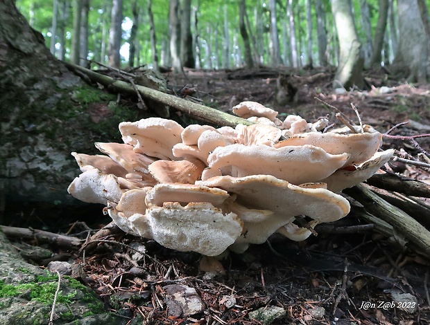 belák horský Climacocystis borealis (Fr.) Kotl. & Pouzar