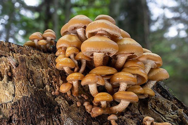 šupinačka menlivá Kuehneromyces mutabilis (Schaeff.) Singer & A.H. Sm.