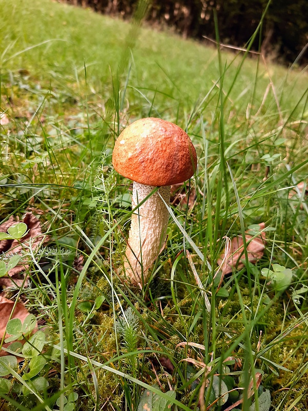 kozák osikový Leccinum albostipitatum den Bakker & Noordel.