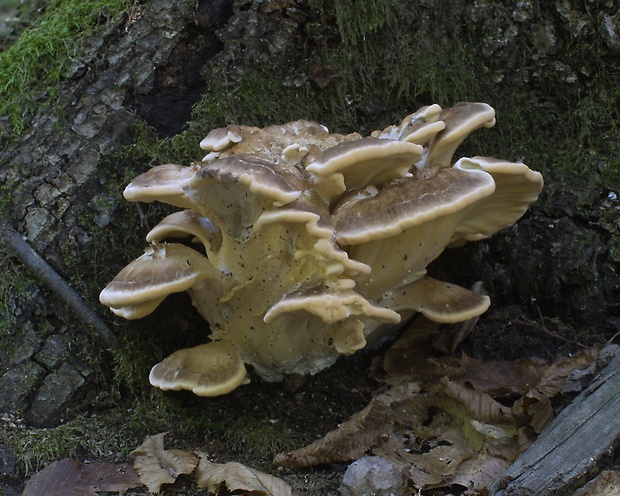 vejárovec obrovský Meripilus giganteus (Pers.) P. Karst.