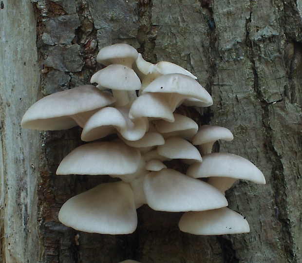 hliva buková Pleurotus pulmonarius (Fr.) Quél.