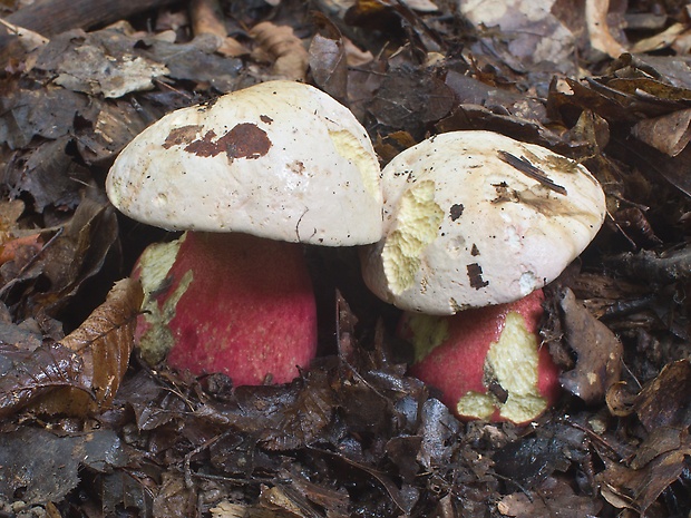 hríb satanský Rubroboletus satanas f. satanas (Lenz) Kuan Zhao & Zhu L. Yang