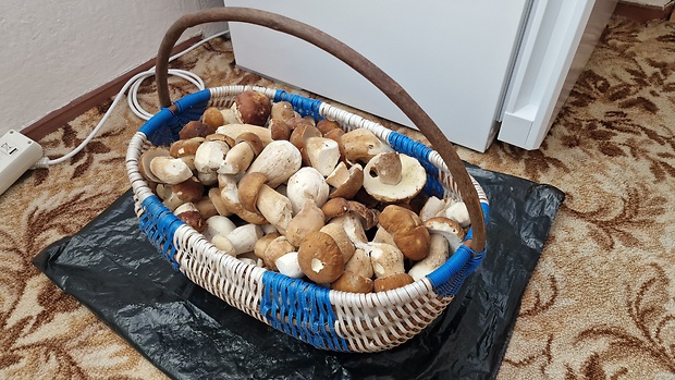 hríb dubový Boletus reticulatus Schaeff.