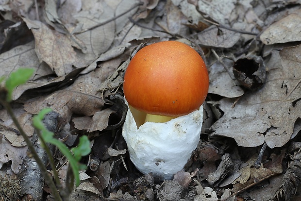 muchotrávka cisárska Amanita caesarea (Scop.) Pers.