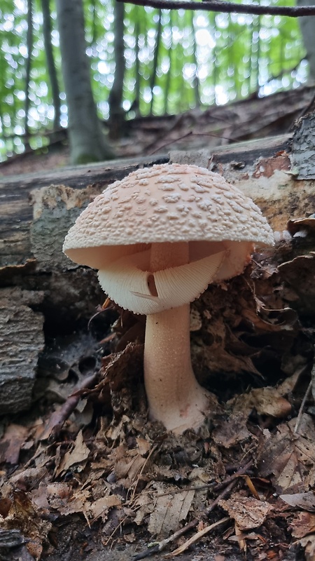 muchotrávka červenkastá Amanita rubescens Pers.