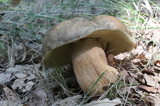 hríb bronzový Boletus aereus Bull. ex Fr.