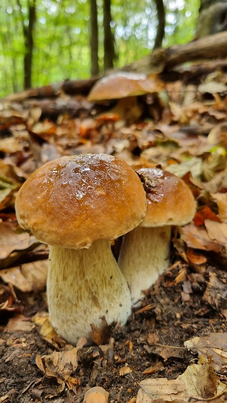 hríb smrekový Boletus edulis Bull.