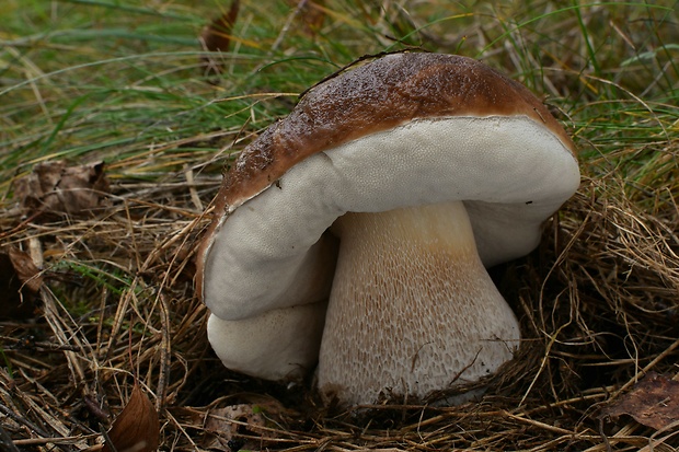 hríb smrekový Boletus edulis Bull.