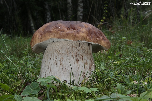 hríb smrekový Boletus edulis Bull.