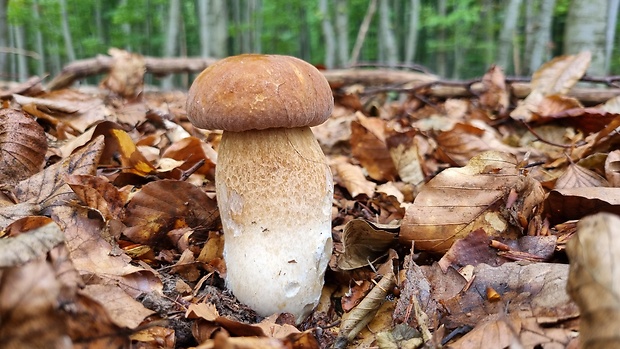 hríb dubový Boletus reticulatus Schaeff.