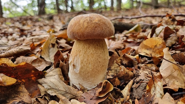 hríb dubový Boletus reticulatus Schaeff.