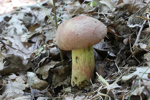 hríb nádherný Butyriboletus fuscoroseus (Smotl.) Vizzini & Gelardi