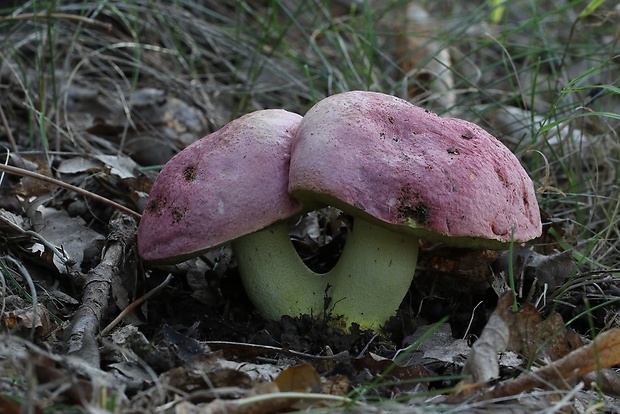 hríb kráľovský Butyriboletus regius (Krombh.) D. Arora & J.L. Frank